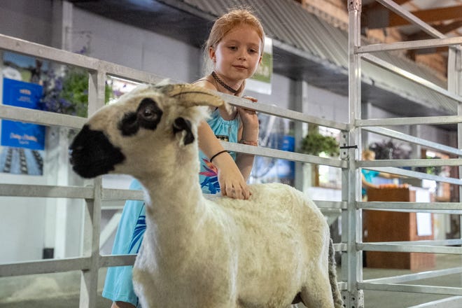 Audrey Hedden, 8, pets a sheep Friday, July 28, 2023, at the Indiana State Fair in Indianapolis.